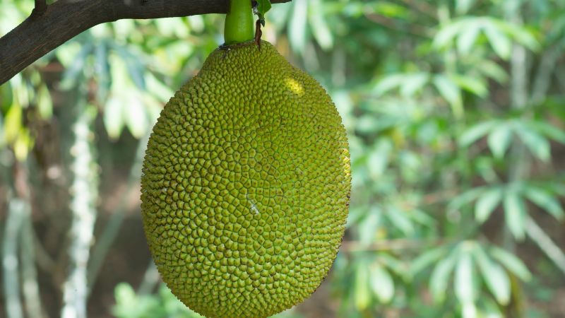 Cách để hạn chế trái mít bị xơ đen
