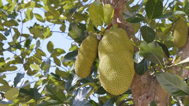 Mít nứt trái nhiều, nhà vườn sẽ giảm lợi nhuận Mít nứt trái nhiều, nhà vườn sẽ giảm lợi nhuận