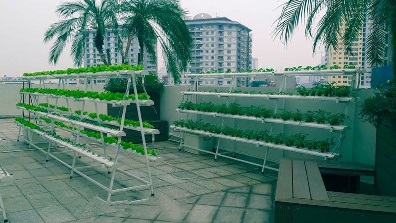 Chuẩn bị dụng cụ thủy canh đầy đủ để cây phát triển