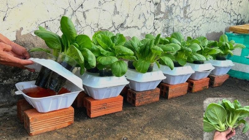 Rau cải thìa phát triển tốt trong môi trường thủy canh