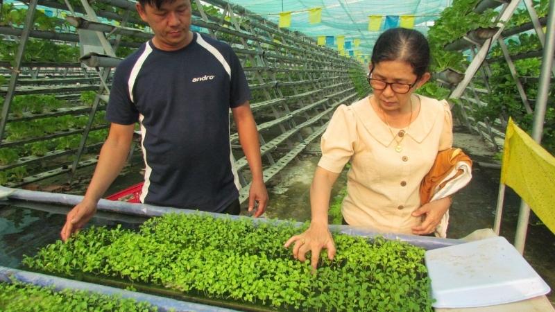 Không để dung dịch ngập rễ để tránh cây bị chết