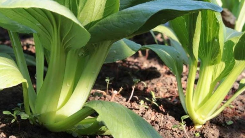 Các loại bệnh thường gặp ở cải thìa
