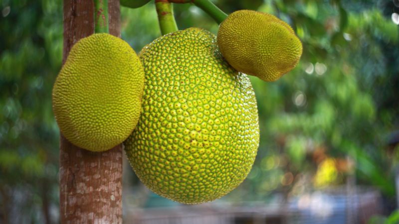 Vì sao không cắt bỏ bông đực mít Thái? Vì sao không cắt bỏ bông đực mít Thái?