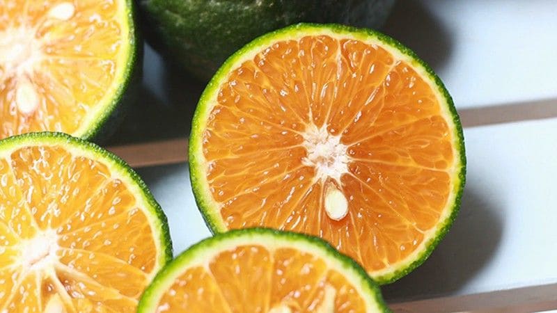 Cập nhật giá cam sành mới nhất hôm nay