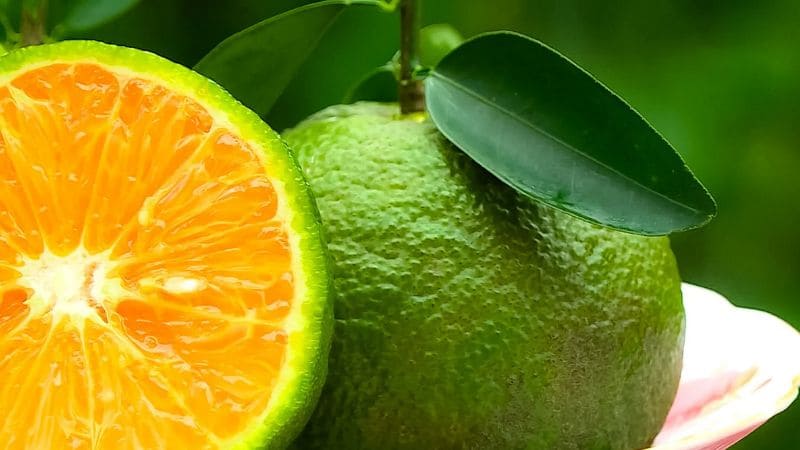 Bảo quản đúng cách giúp giữ nguyên vị cam tươi