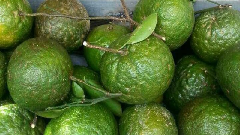 Cam nặng tay, dáng tròn đều thường mọng nước