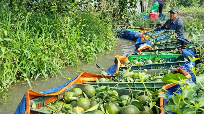 Các vùng chuyên canh cam nổi tiếng cả nước
