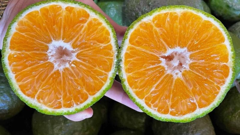 Cam sành ngon có màu sắc và hương vị rõ nét