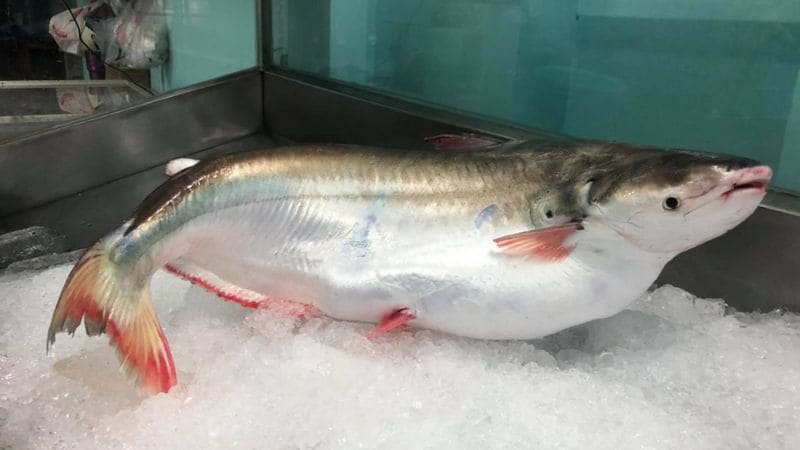 Cá bông lau không cùng loài với cá basa