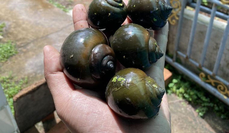 Giá thịt ốc bươu bao nhiêu 1kg?