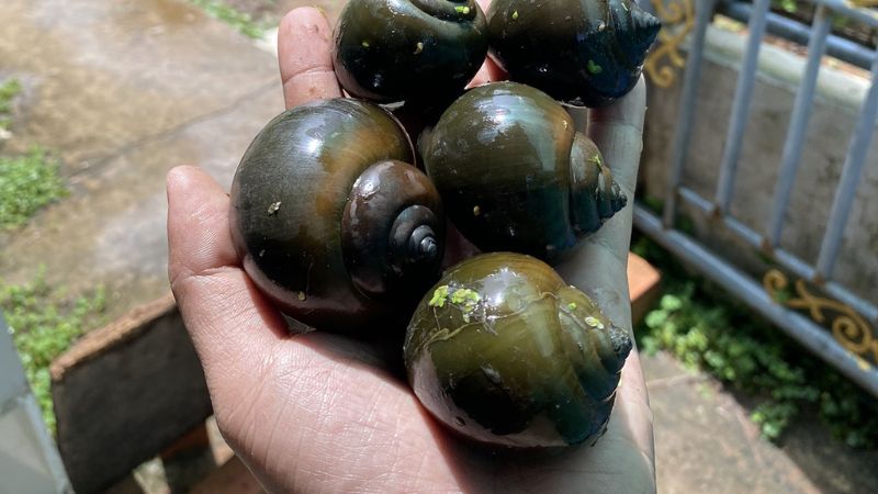 Lợi ích khi ăn ốc bươu đen