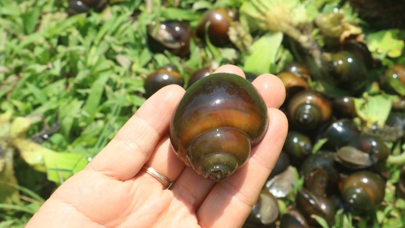 Thịt ốc bươu đen dao động khoảng 70.000 – 100.000 đồng/kg