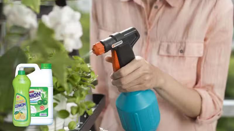 Dùng bình xịt phun trực tiếp dung dịch để pha lên lá, cành để trị nhện đỏ