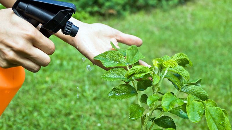 Trong nước rửa chén có chất tẩy rửa làm tan lớp sáp bảo vệ cơ thể nhện, khiến chúng mất nước và chết