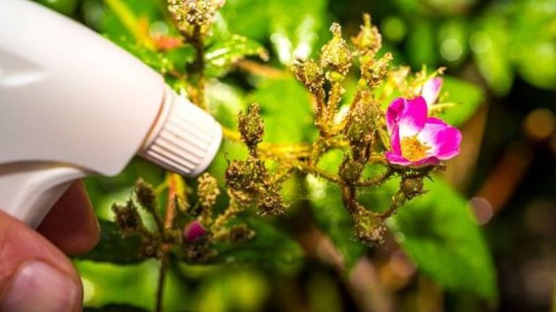 Phun vào sáng sớm hoặc chiều mát, tránh nắng gắt dễ làm cháy lá