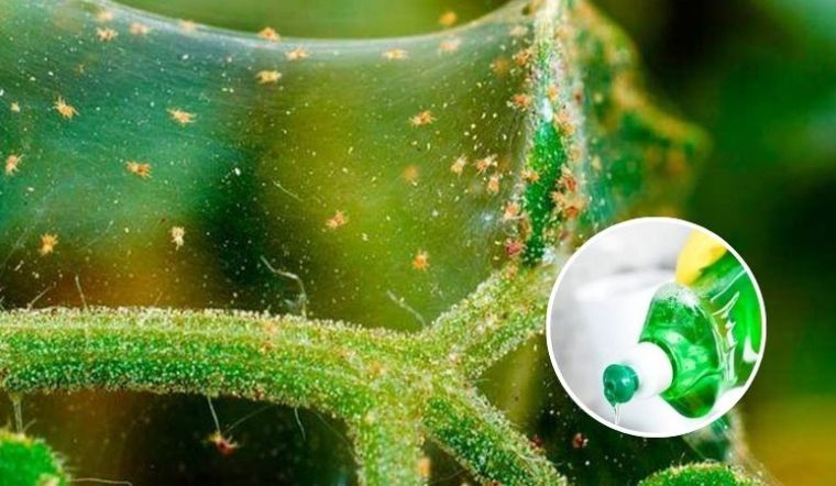Cách trị nhện đỏ bằng nước rửa chén hiệu quả không dùng thuốc
