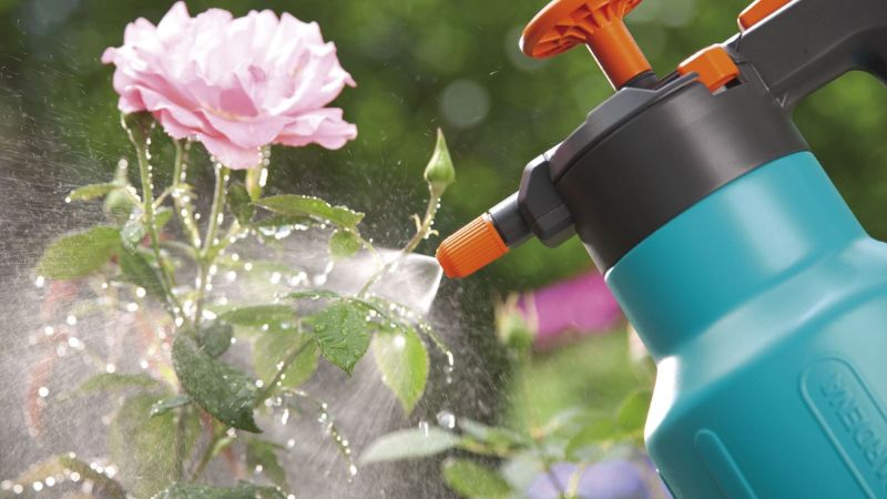Dầu neem pha loãng với nước rồi xịt lên lá để diệt nhện đỏ