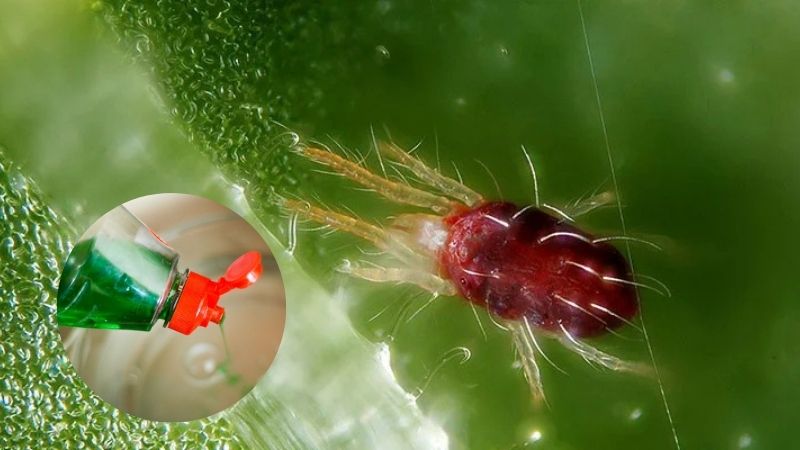 Dùng nước rửa chén trị nhện đỏ giúp tiết kiệm, dễ thực hiện, an toàn hơn thuốc hóa học