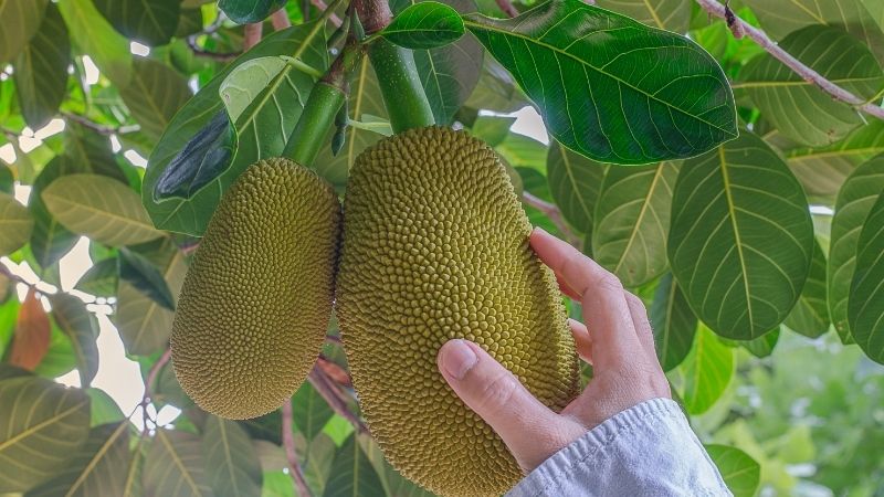 Cách khắc phục trái mít nám da vào mùa mưa Cách khắc phục trái mít nám da vào mùa mưa