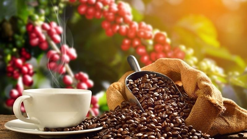 Cà phê tươi từ nông trại nguyên chất tạo nên ly cà phê hấp dẫn