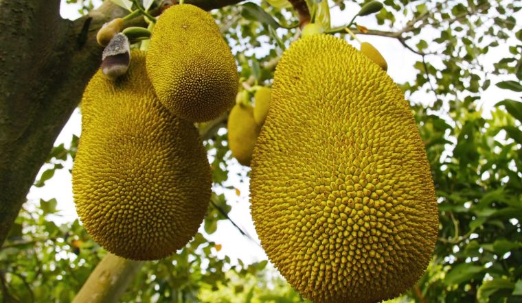 Giá mít Thái hôm nay 19/6/2025: Tiếp tục ổn định