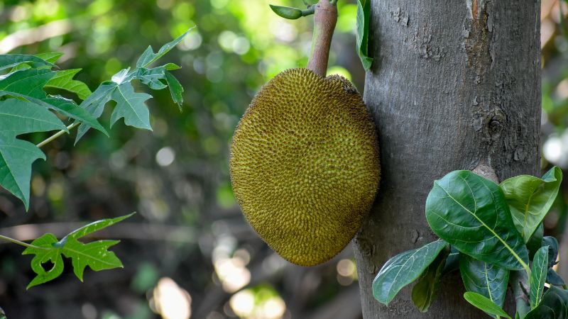 Mít ruột đỏ bón phân đạm nhiều, phân thuốc không đúng sẽ ăn dở? Mít ruột đỏ bón phân đạm nhiều, phân thuốc không đúng sẽ ăn dở?