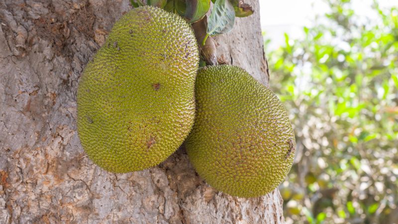 Cách xử lý mưa kéo dài làm trái mít bể đầu gai Cách xử lý mưa kéo dài làm trái mít bể đầu gai