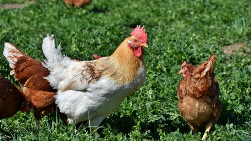 Dự báo và nhận định