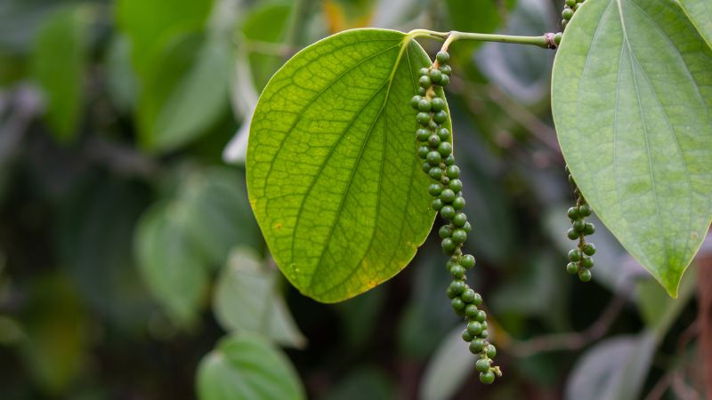Giá tiêu thế giới