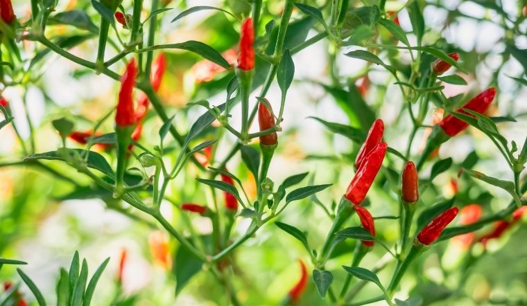 Giá ớt hôm nay 24/06/2025: Có dấu hiệu tăng nhẹ