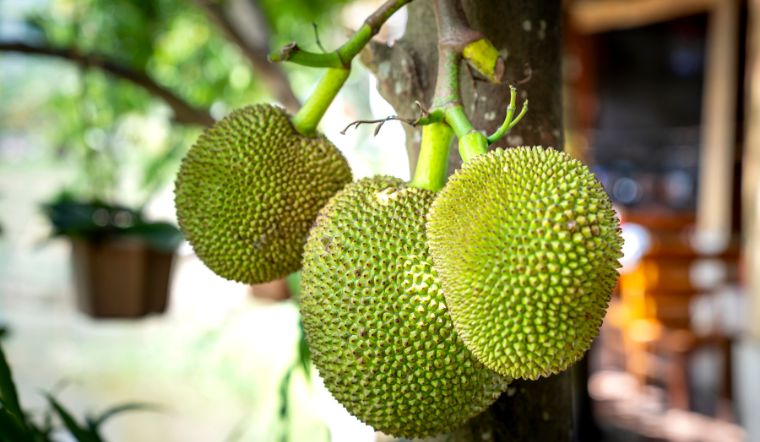 Giá mít Thái hôm nay 25/6/2025: Vẫn tiếp tục đi ngang