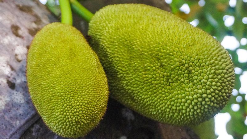 Nấm hồng gây hại nhiều vườn mít Thái