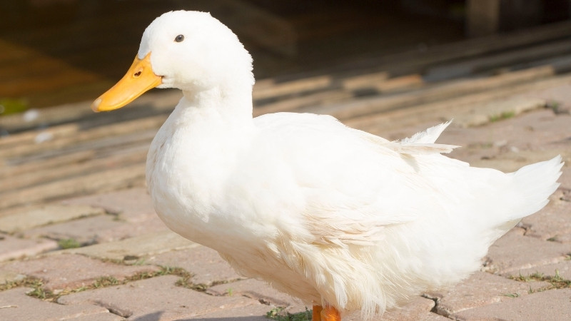 Dự báo và nhận định
