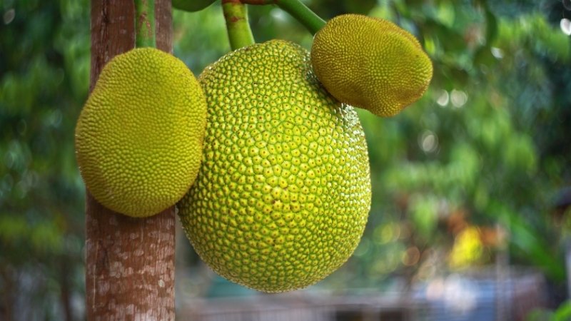 Mưa lớn làm gia tăng tình trạng mít xơ đen, gây khó khăn cho nông dân