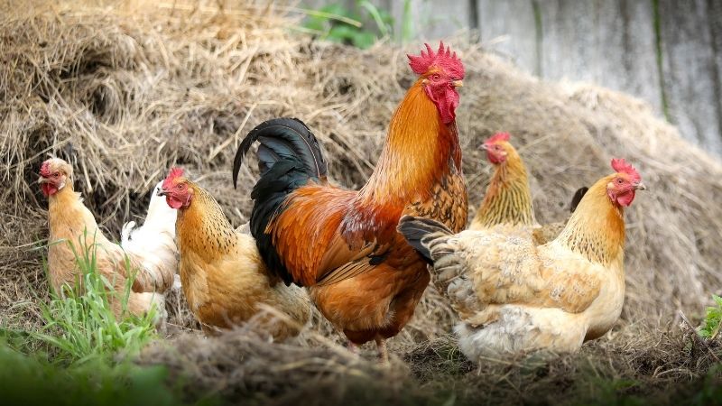 Dự báo và nhận định