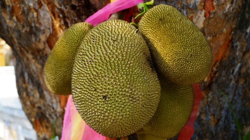 Bí quyết tạo ra mít Thái loại 1