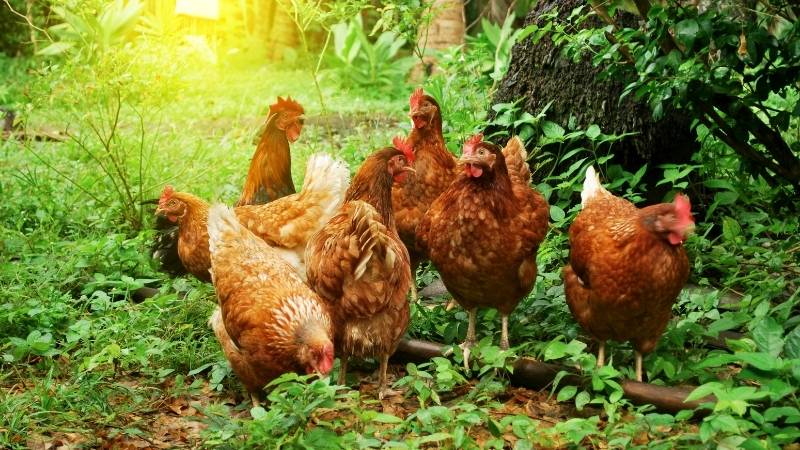Dự báo và nhận định Dự báo và nhận định