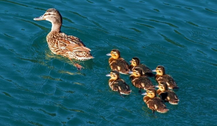 Giá gia cầm hôm nay 01/07/2025: Vịt giảm đồng loạt
