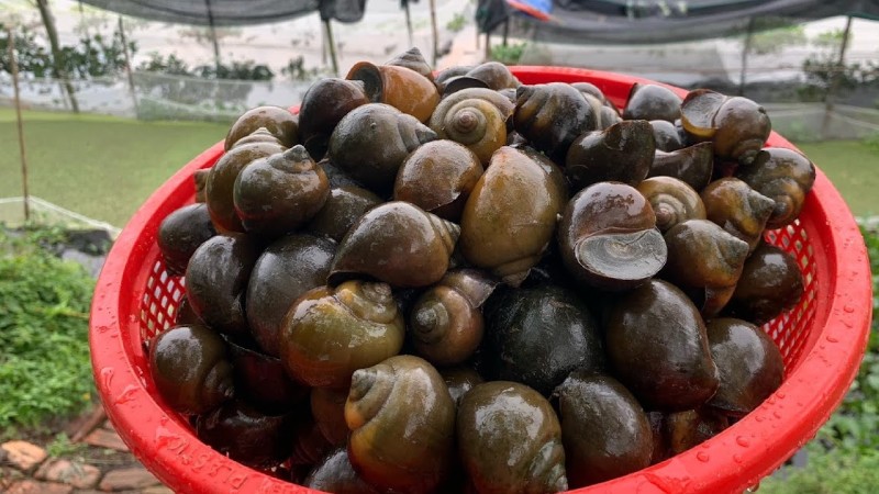Ốc bươu có tốt không? CÓ - Ốc bươu giúp chắc khỏe xương, phát triển chiều cao và thanh nhiệt