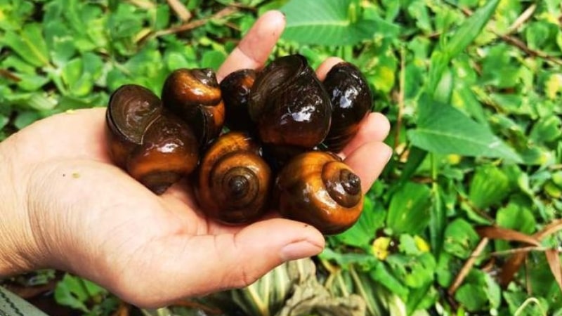 Giải mã giá trị dinh dưỡng thịt ốc bươu: Siêu thực phẩm giàu canxi