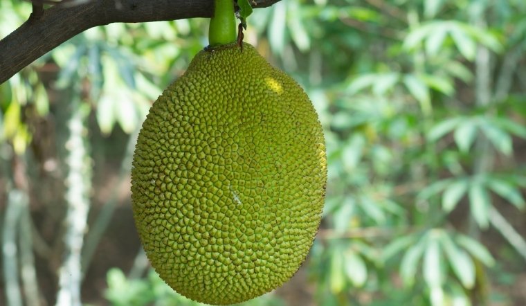 Giá mít Thái hôm nay 02/07/2025: Giữ đà đi ngang