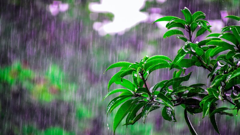 Lá xanh đón mưa, thiên nhiên mừng ngày đoàn tụ