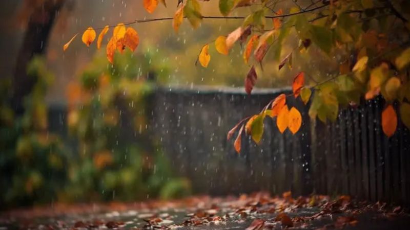 Thu về mưa rơi, lá vàng rụng như nước mắt