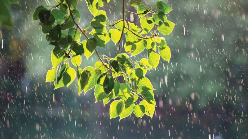 Cành lá ướt mưa, tình yêu nảy nở ngày Thất Tịch