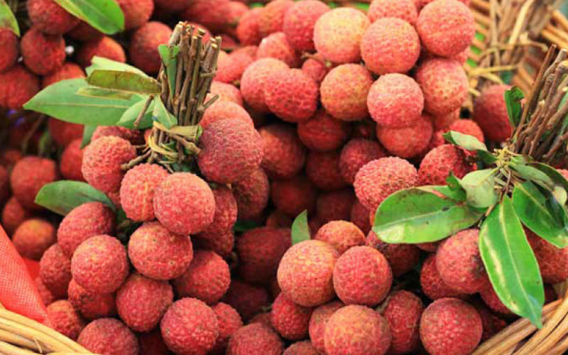 Trái vải