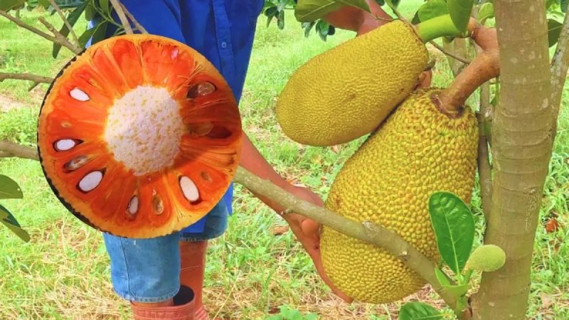 Trồng mít mô đôi: Lợi và Hại