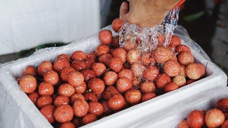Tại sao cần biết trái vải kỵ với thực phẩm nào?