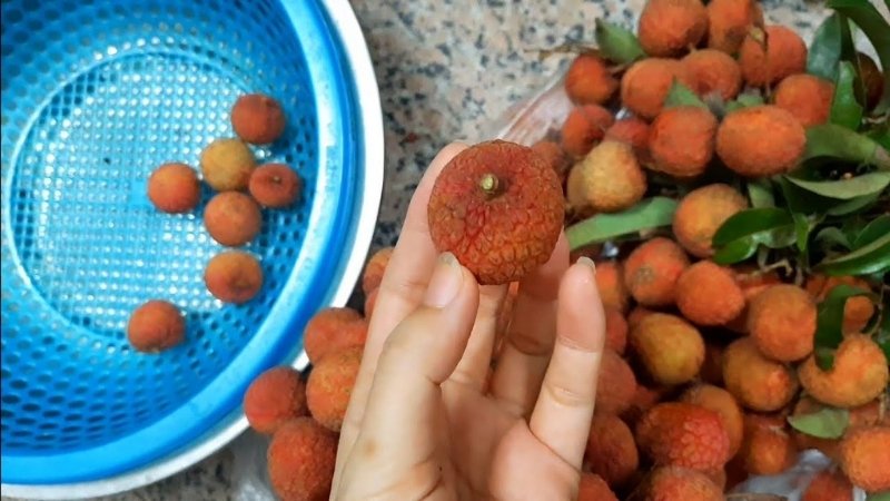 Hướng dẫn các bước sơ chế vải trước khi bảo quản