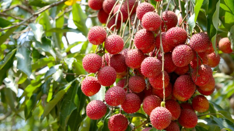 100g vải chứa khoảng 66 calo
