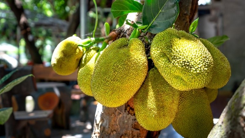 Vì sao cần cắt cỏ trước khi xử lý ra hoa mít Thái?
